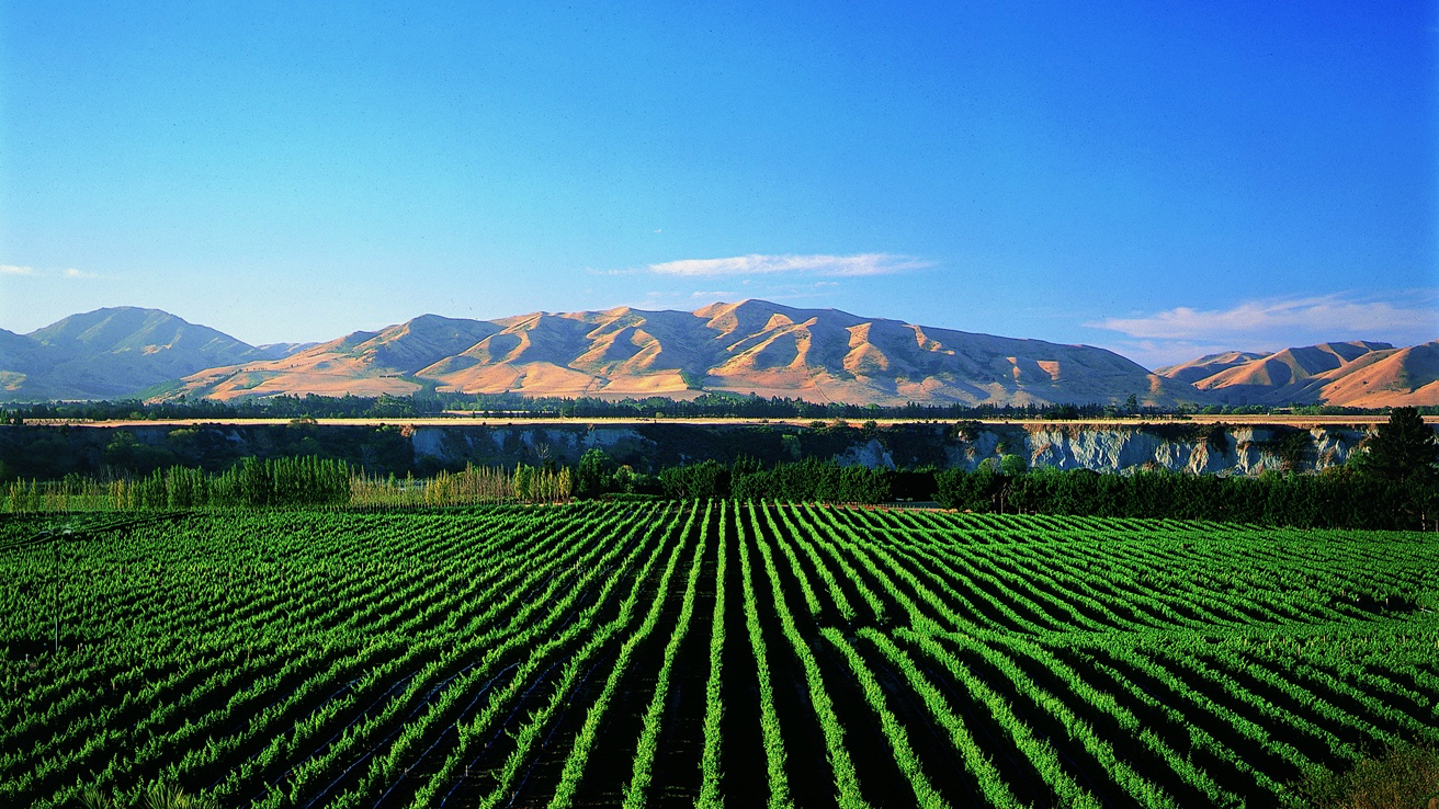 New Zealand Winery Directors Accused of Fraud (Wine Spectator